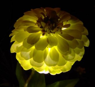 ​什么植物会发光（世界上会发光种植物有哪些？）