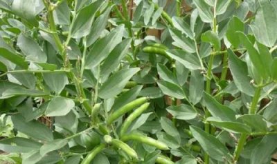 ​蚕豆是什么植物种子（蚕豆是什么植物长出来的）