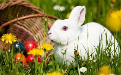 ​中国白兔多少钱能够买到？