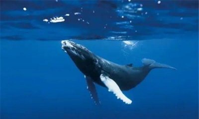 ​世界上最大的动物阴茎：蓝鲸阴茎长度超1.8米