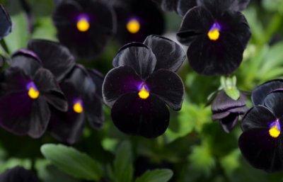 ​花色万紫千红 为何黑色植物稀有少见