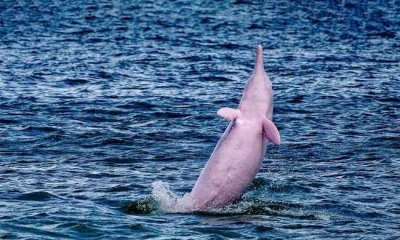 ​海豚是保护动物吗，水豚是保护动物吗？