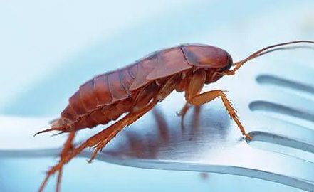 怎么判断是不是蟑螂,家里有小小的虫子有点像蟑螂图1