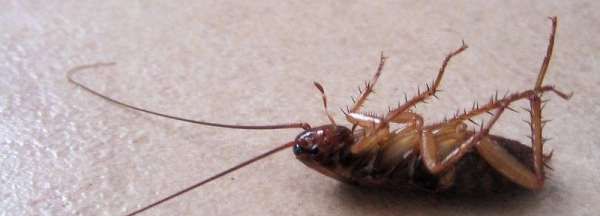 怎么判断是不是蟑螂,家里有小小的虫子有点像蟑螂图3