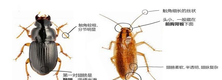 家里是否有蟑螂的判断方法图片