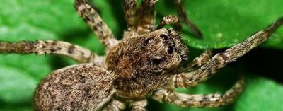 ​蜘蛛的习性，昆虫记蜘蛛的习性？