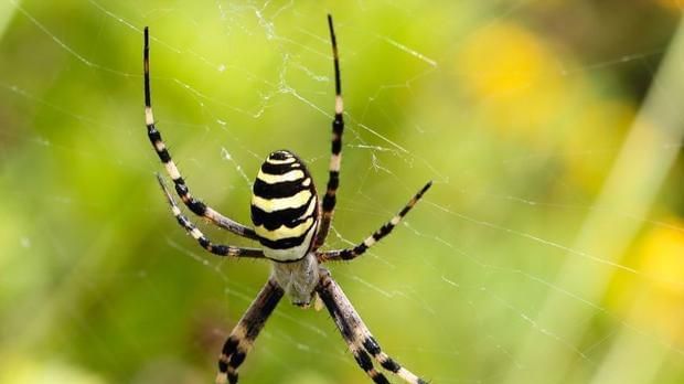 蜘蛛的生活习性是什么吃什么怎么生活