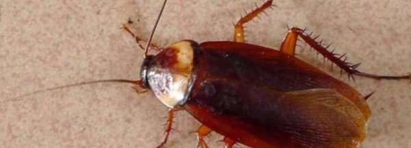 家里面的蟑螂是怎么来的,家中蚂蚁是怎么产生的图2
