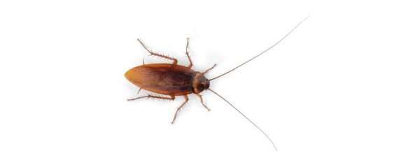 家里面的蟑螂是怎么来的,家中蚂蚁是怎么产生的图3
