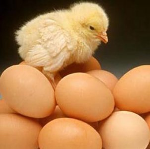 ​鸡蛋黄发苦有毒吗，咸鸭蛋黄发苦是啥原因？