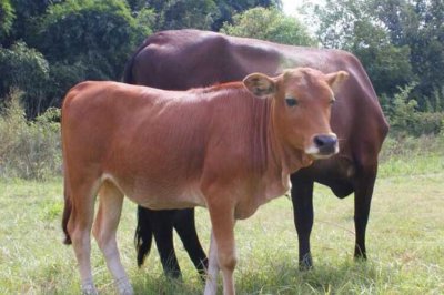 ​一头牛多少钱，小牛犊只要3500元，成年牛能卖1.5万元以上