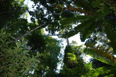 ​世界最大的热带雨林树（巴西亚马孙地区发现88.5米大树）