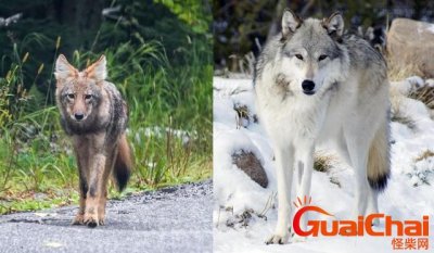 ​郊狼和狼的区别？郊狼和狼的区别图片