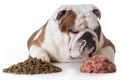 ​狗粮怎么喂，一次喂多少？
