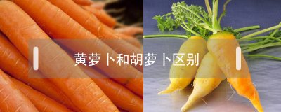 ​黄萝卜和胡萝卜区别