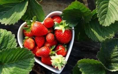 ​采摘草莓必备的小诀窍 草莓采摘的注意事项