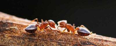​家里有蚂蚁怎么办呢 家里怎么会有蚂蚁怎么办